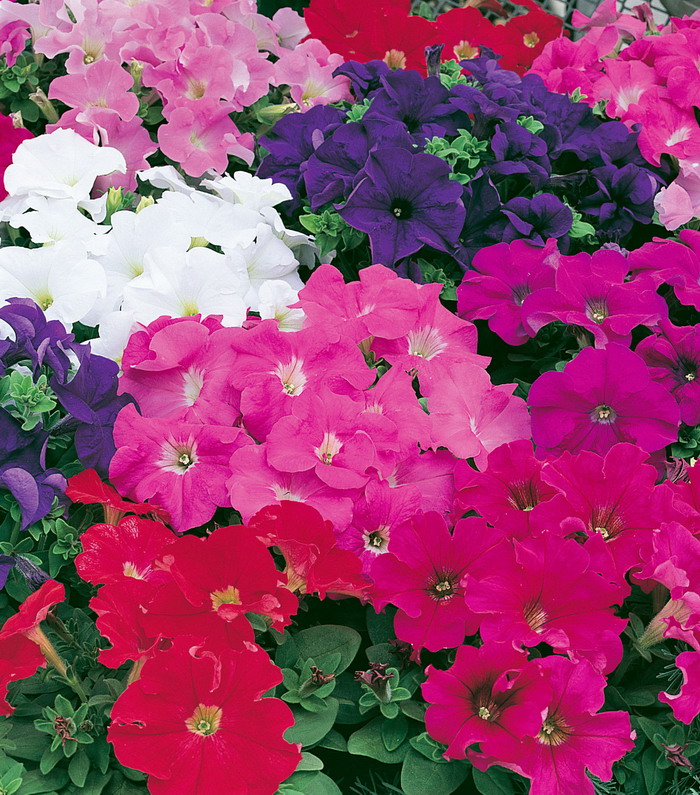 Петуния грандифлора Фестиваль микс